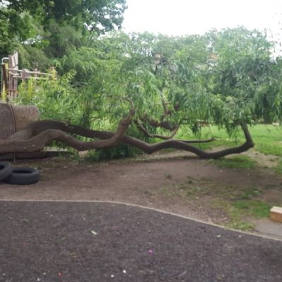 climbing tree in summer
